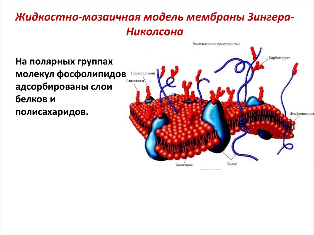 Жидкостно мозаичная модель мембраны