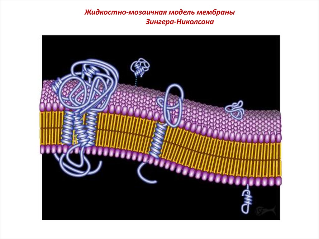 Жидкостно мозаичная модель мембраны. Модель мембраны Зингера - Николсона. Жидкостно-мозаичная модель мембраны Сингера и Николсона. Сингер и Николсон жидкостно мозаичная. Сингер и Николсон жидкостно мозаичная модель строения мембраны.
