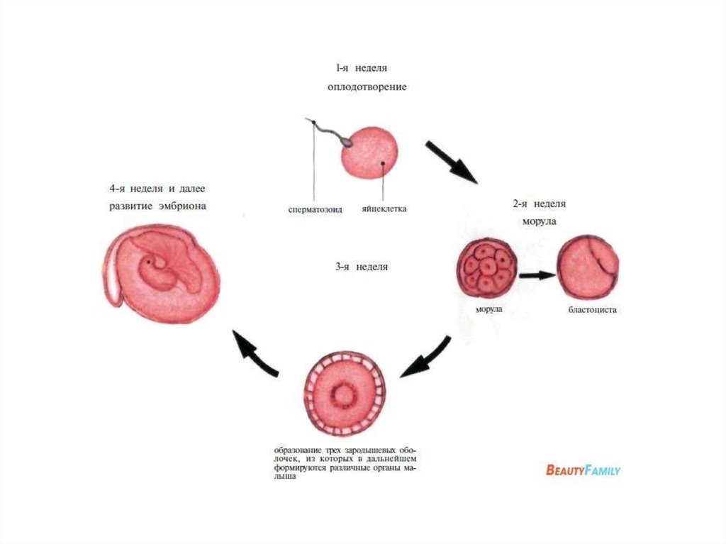 Яйцеклетки сохраняют способность к оплодотворению. Оплодотворение: этапы развития эмбриона. Оплодотворение беременность периоды внутриутробного развития. Оплодотворение этапы развития плода. Развитие плода по неделям после зачатия.