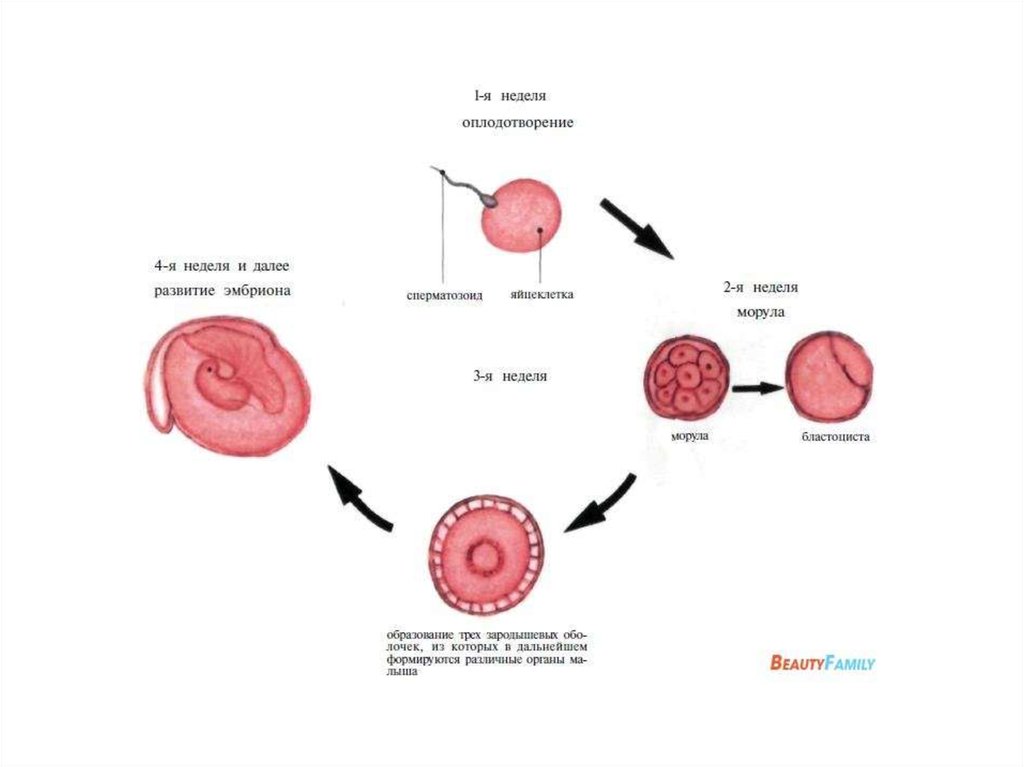Беременность зачатие неделя. Оплодотворение беременность периоды внутриутробного развития. Зачатие и развитие эмбриона. Оплодотворение схема Акушерство. Развитие плода после оплодотворения по дням.