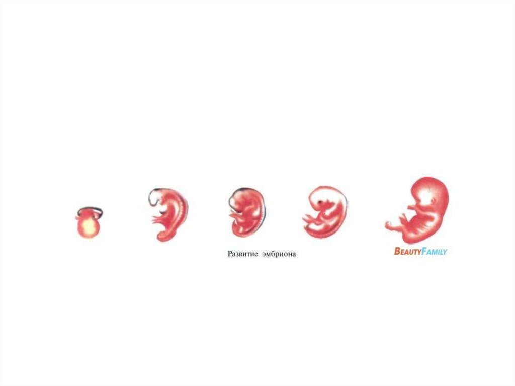 Формы развития плода. Развитие зародыша человека. Стадии развития эмбриона. Развитие эмбриона по неделям.