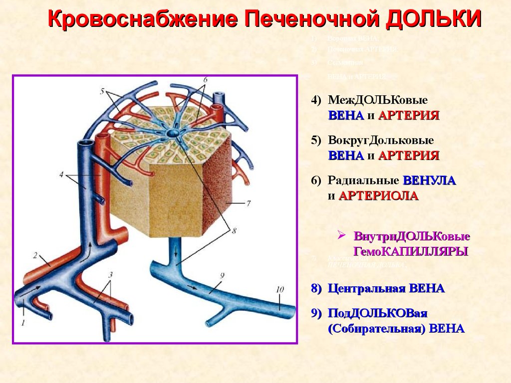 Печеночная долька анатомия рисунок