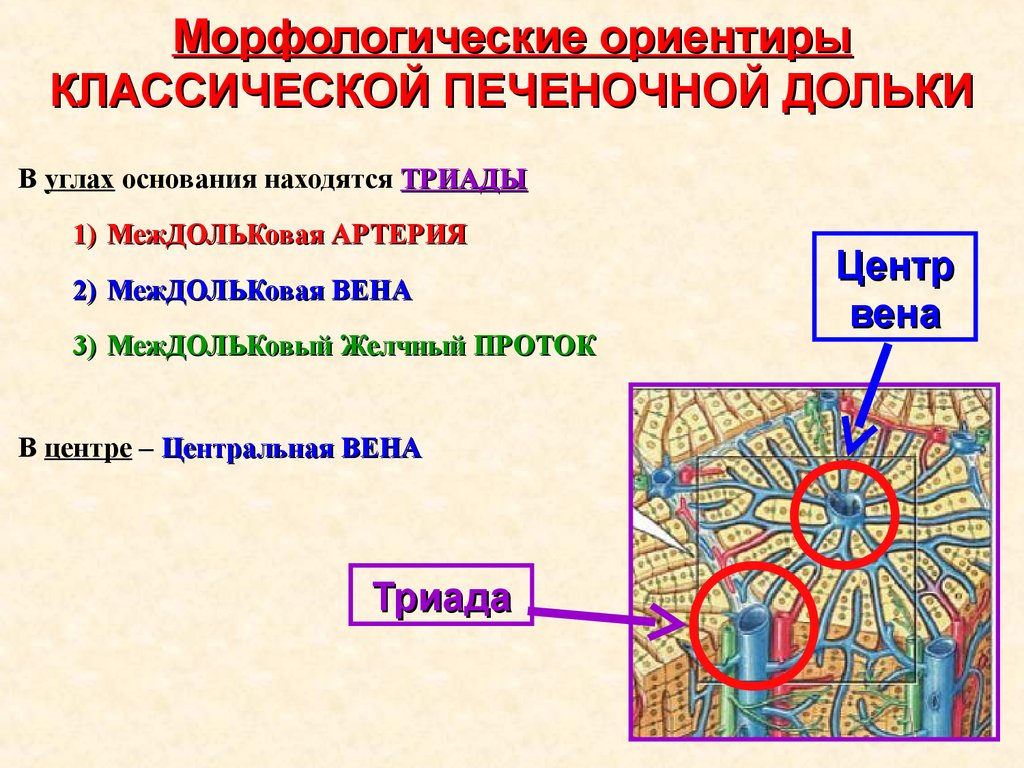 Схема строения печеночной дольки