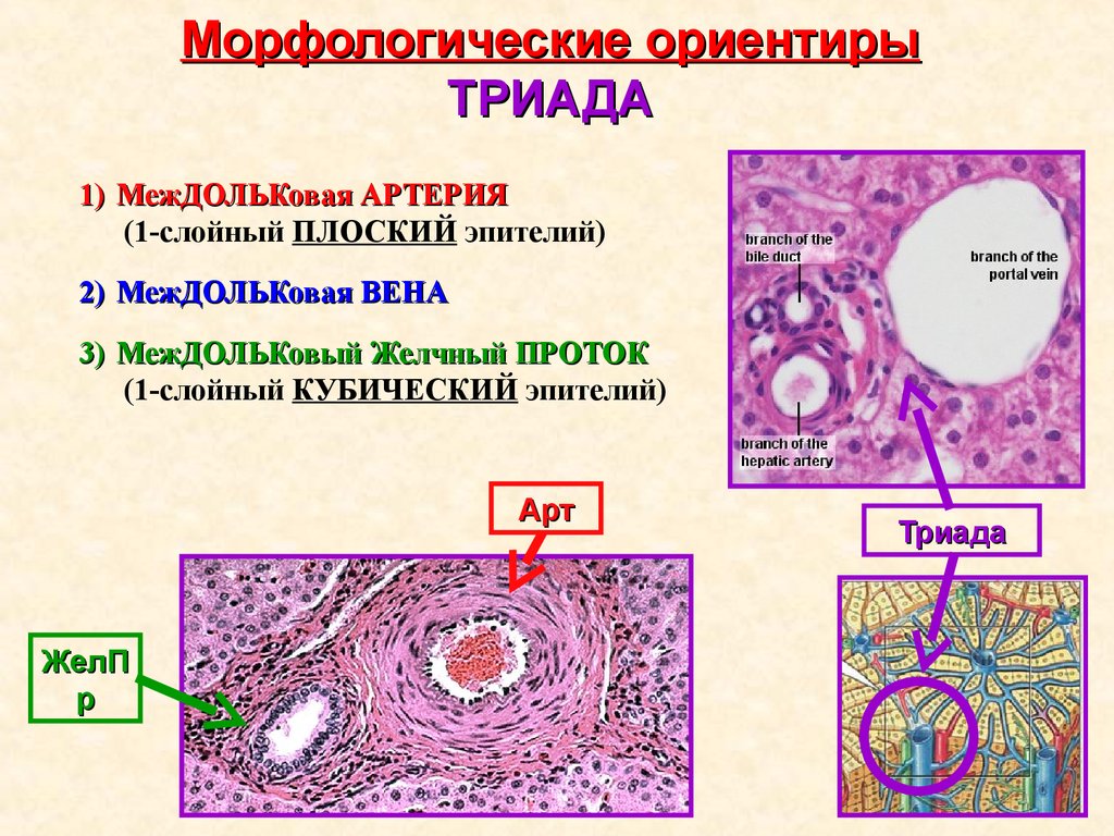 Препарат железа печень