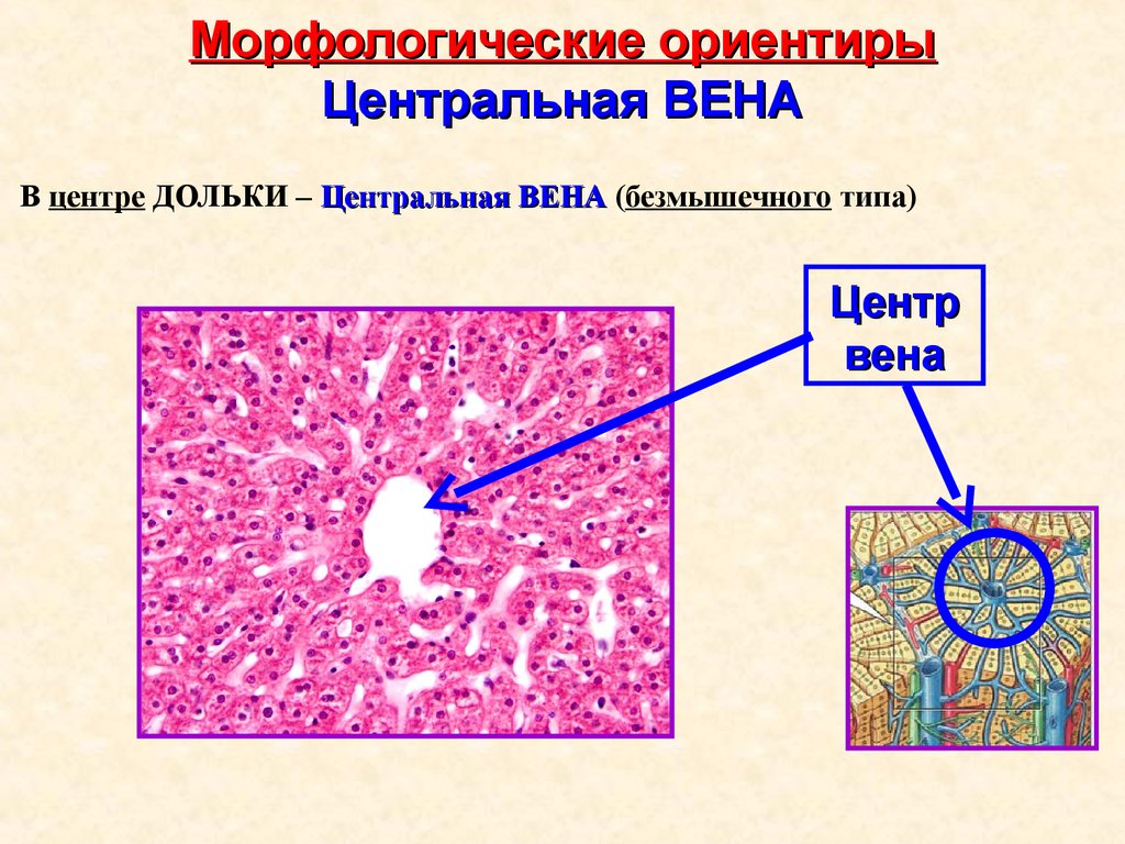 Типа вена. Вена безмышечного гистология. Вена безмышечного типа гистология препарат. Вены волокнистого типа гистология. Вена строение гистология.