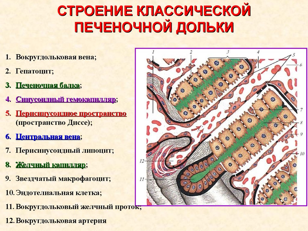 Схема строения печеночной дольки