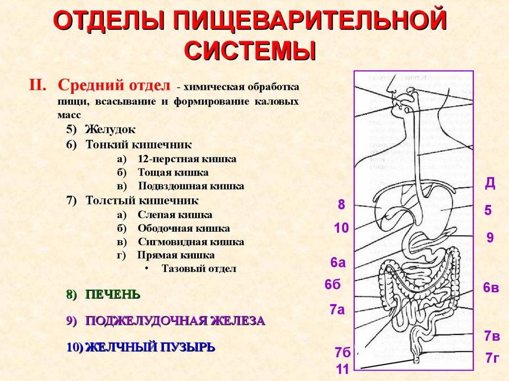 Отделы железы. Отделы пищеварительной системы человека. Характеристика среднего и заднего отделов пищеварительной системы. Строение переднего отдела пищеварительной системы. Отделы пищеварительного тракта передний средний задний.