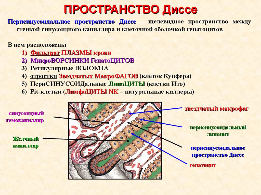 Пространство содержит. Пространство диссе в печени гистология. Пространство диссе перисинусоидальное пространство гистология. Перисинусоидальное пространство печени. Поджелудочная железа строение гистология ткани.