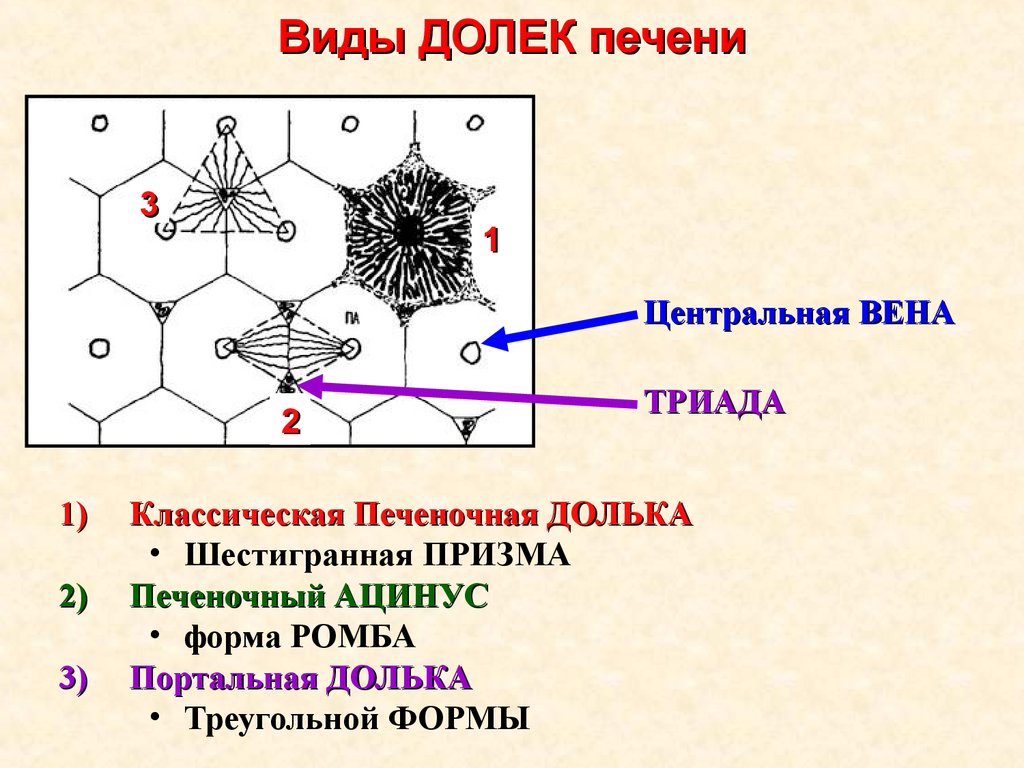 Долька печени схема