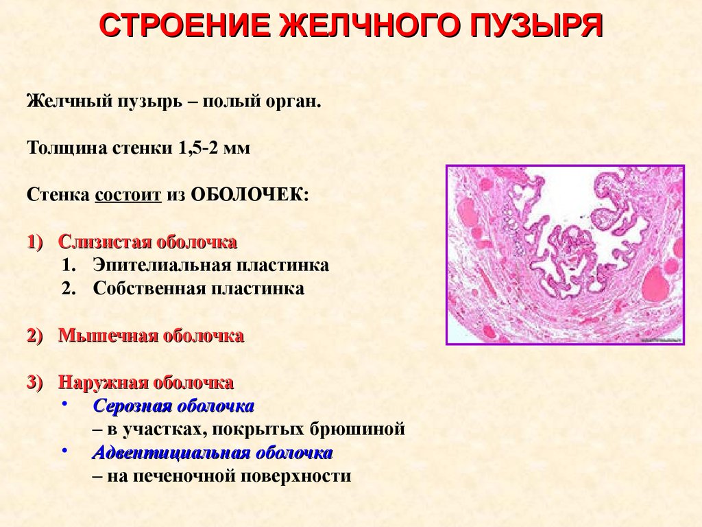 Стенки желчного. Строение оболочек желчного пузыря. Строение желчного пузыря гистология. Строение стенки желчного пузыря оболочки. Строение стенки желчного пузыря гистология.