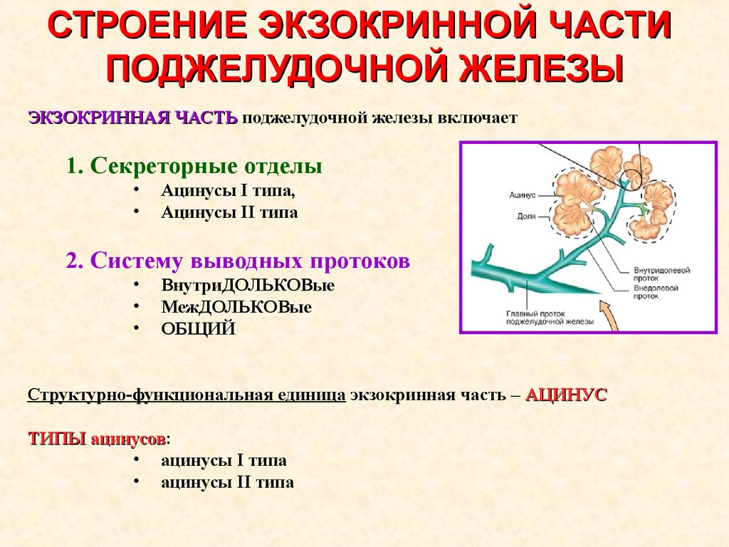 Экзокринные железы выводные протоки. Строение экзокринного аппарата поджелудочной железы. Строение ацинуса поджелудочной железы. Структурно функциональная единица поджелудочной железы. Структурная единица железы поджелудочная железа.