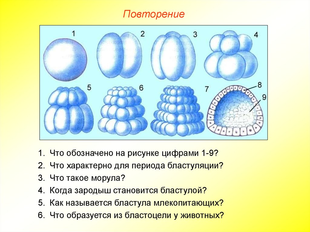 Онтогенез презентация пименов