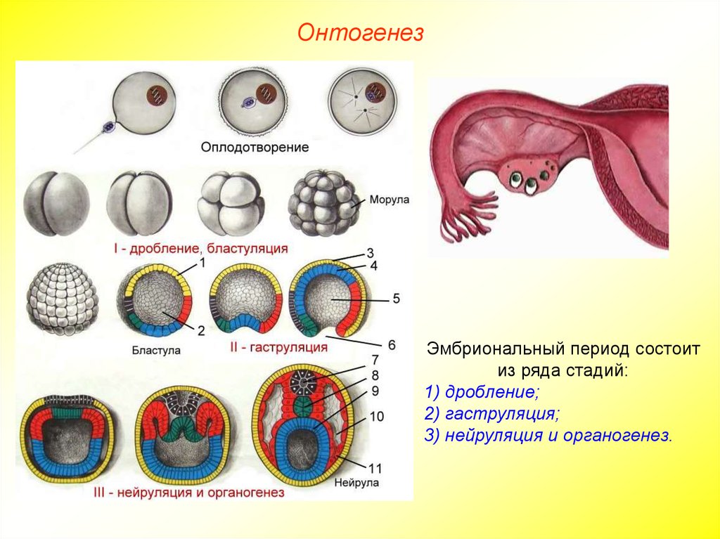 Процесс эмбриогенеза человека. Онтогенез морула. Онтогенез бластула гаструла. Периоды гаструла нейрула бластула. Биология 9 класс эмбриональный период развития.