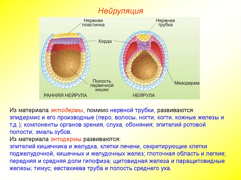 Образовавшихся полостей. Эпителий кишечника нейрула. Эпителий кишечника образуется нейрула. Механизмы нейруляции. Эпителий желудка нейрула.