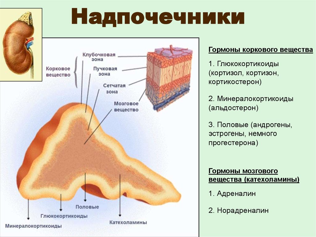 Отделы надпочечников