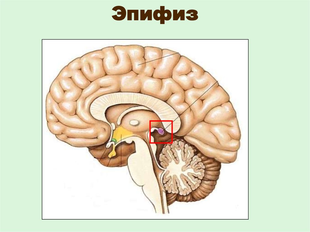 Эпифиз на рисунке