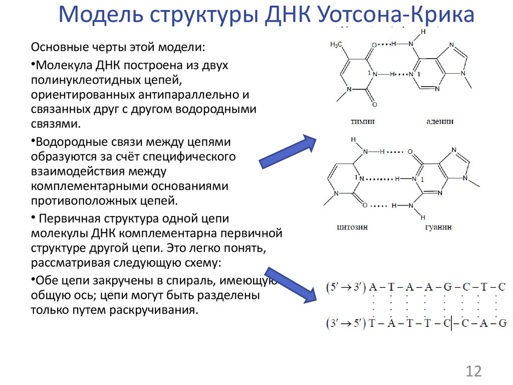 Модель структуры. Строение молекулы ДНК по модели Уотсона и крика. Модель структуры ДНК Уотсона-крика. Строение ДНК модель Уотсона крика. Модель Уотсона крика биохимия.