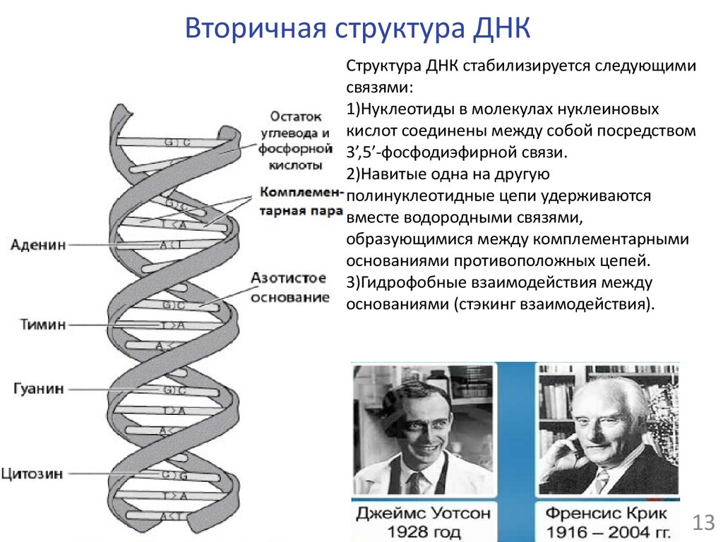 Открытые структуры днк. Фрагмент молекулы ДНК вторичной структуры. Первичная и вторичная структура ДНК схема. Первичная структура ДНК функции. Первичная структура ДНК кратко.