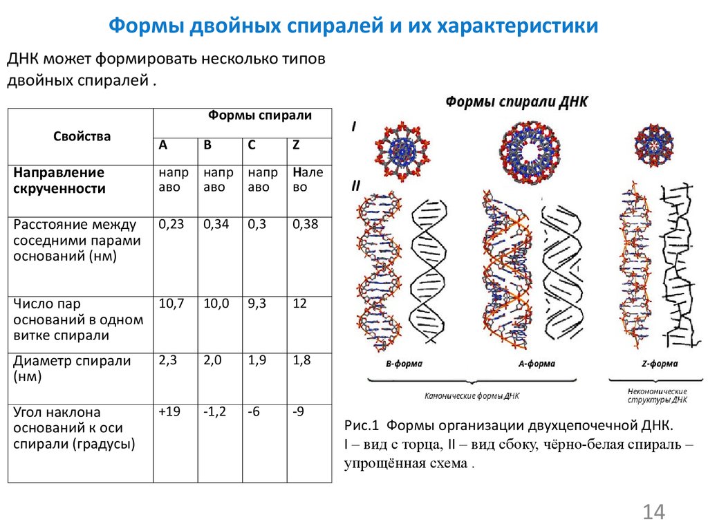Характеристика структуры днк. Формы двойных спиралей ДНК, их характеристика.. Формы структуры ДНК. А форма вторичной конформации ДНК характеризуется. Вторичная структура ДНК Альфа форма.