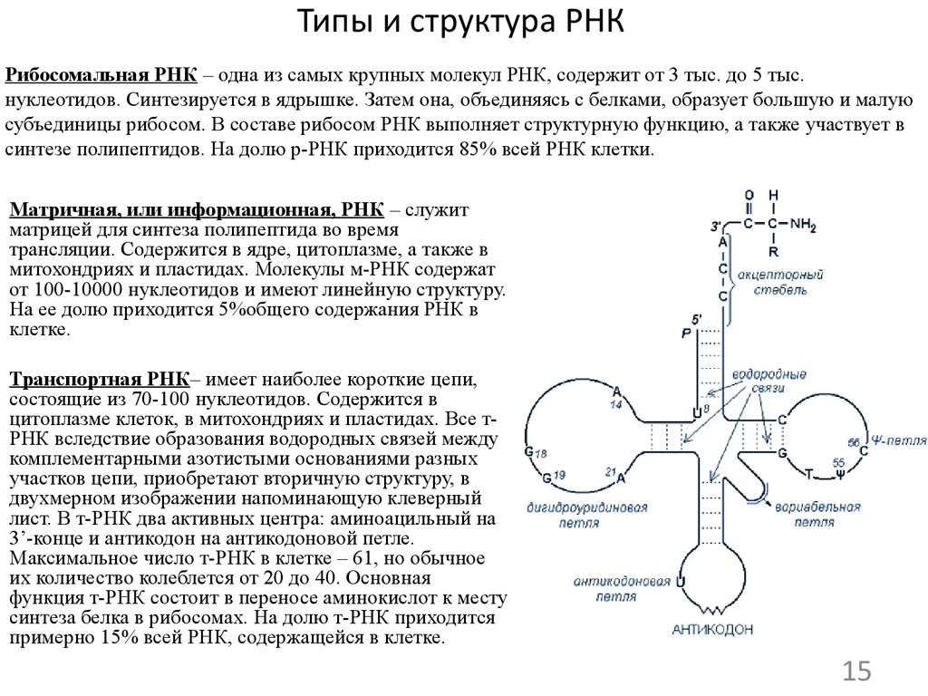 Виды рнк характеристика. Структура ТРНК биохимия. Функции ТРНК биохимия. Рибосомную РНК структура и функции. РРНК строение и функции.