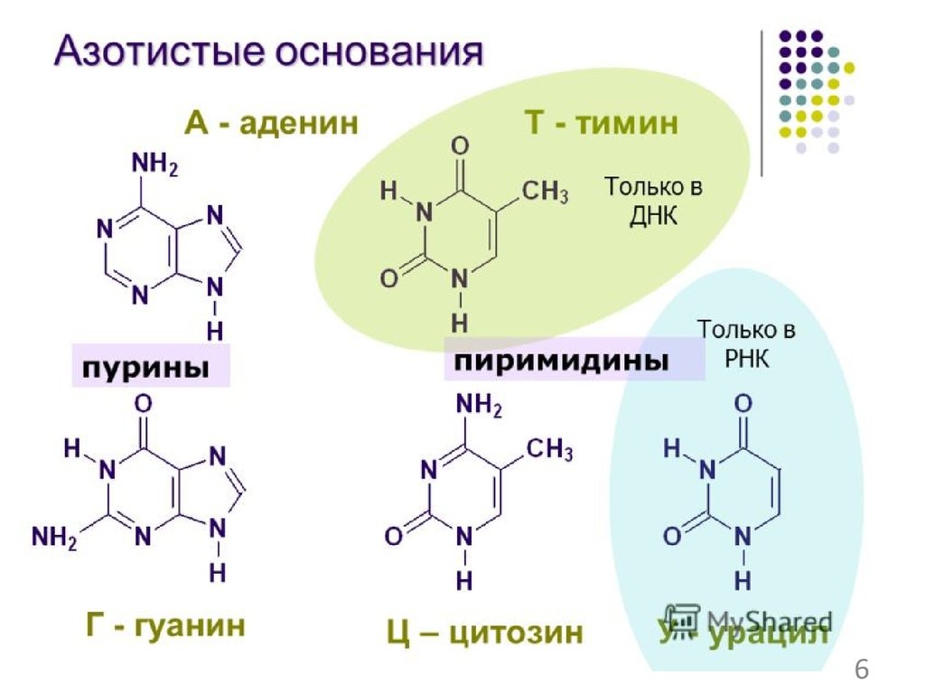 Рнк содержит тимин. Азотистые основания РНК формулы. Формулы пуриновых азотистых оснований. Строение аденина Тимина гуанина и цитозина. Азотистое основание аденин формула.