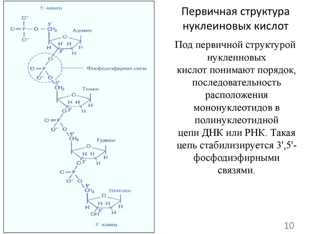 Днк в соединении с белком. Первичная структура нуклеиновых кислот. Первичная структура нуклеиновых кислот первичная. Первичная и вторичная структура нуклеиновых кислот. Вторичная вторичная структура нуклеиновых кислот.