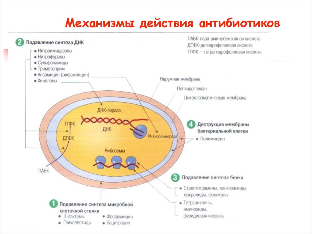 Механизм действия антибиотиков. Механизм антимикробного действия антибиотиков. Механизм действия антибиотиков на микробную клетку. Схема действия антибиотиков на бактериальную клетку. Мишение действия антибактериальных препаратов на микробную клетку.