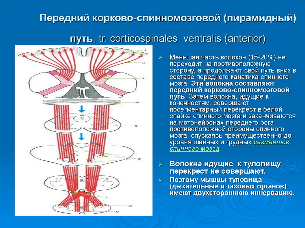 Корково спинномозговой путь схема