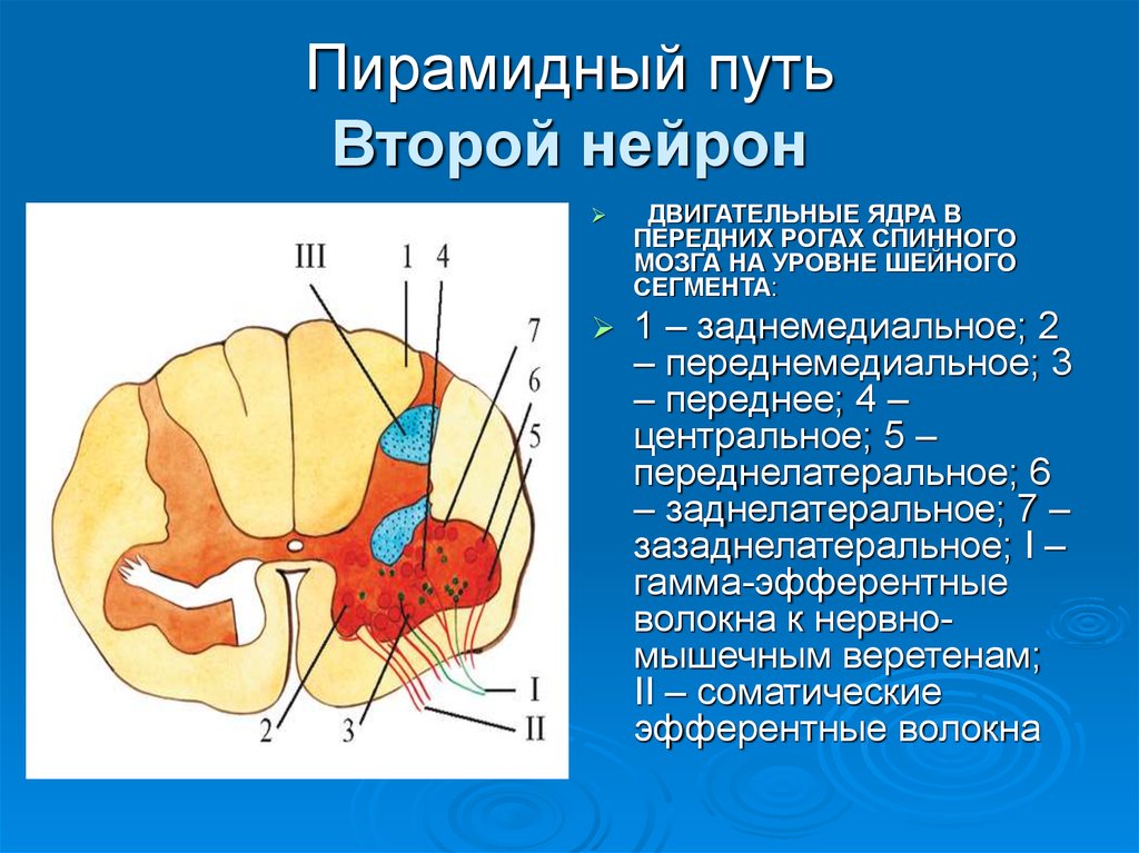 Пирамидный путь неврология презентация