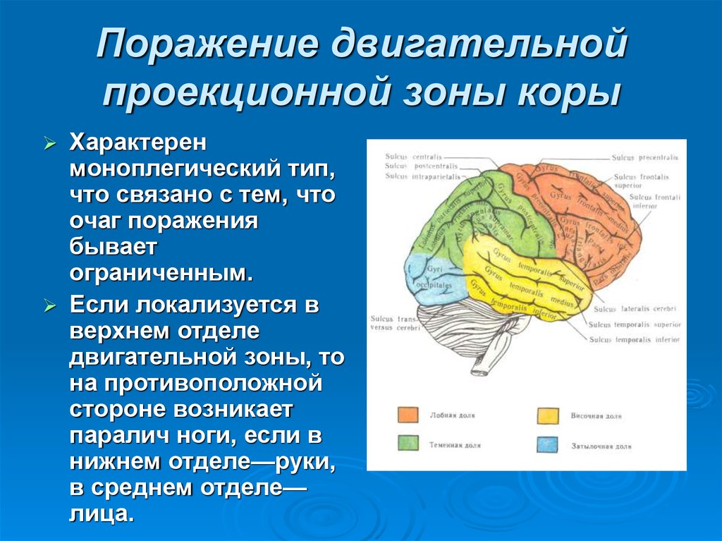 Моторные зоны мозга. Проекционные зоны анализаторов. Первичные проекционные зоны сенсорной коры. Первичные проекционные зоны коры головного мозга. Корковые центры коры головного мозга.
