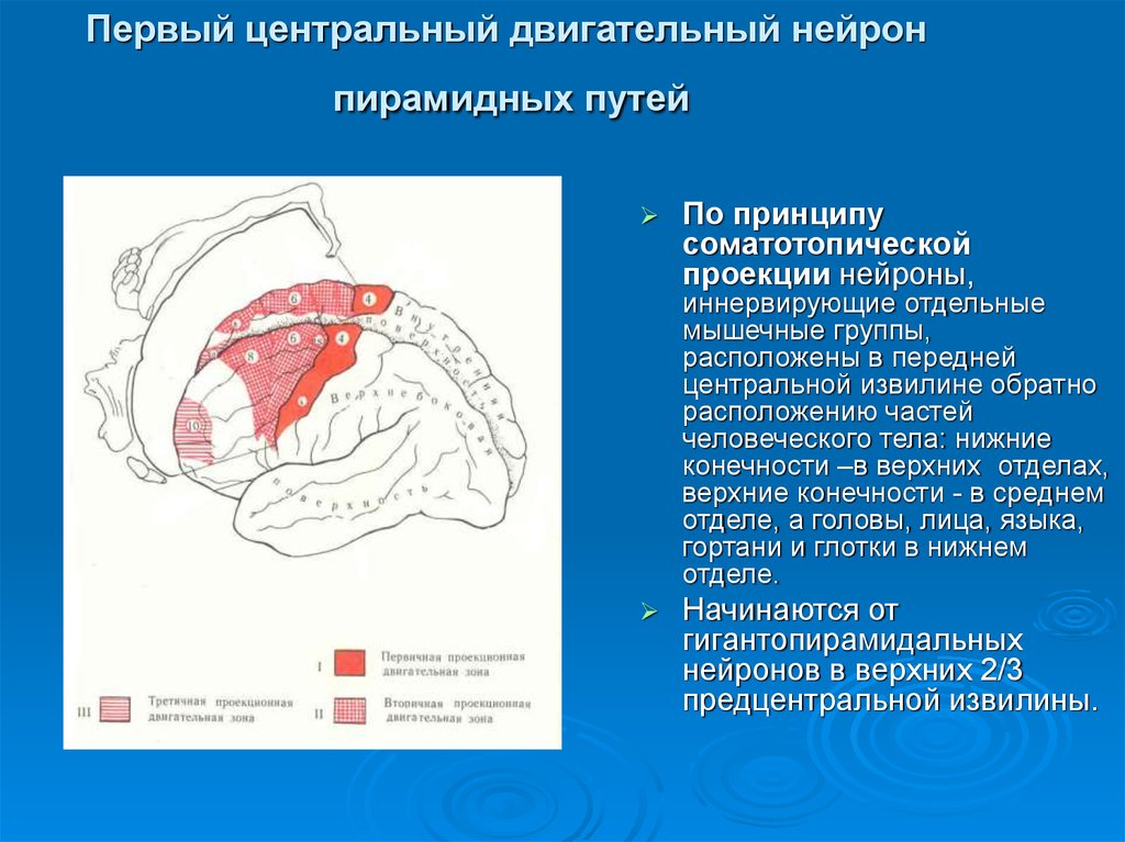 Центральный путь. Центральный двигательный Нейрон. Центральный Нейрон двигательного пути. Поражение центрального двигательного нейрона. Анатомия центрального двигательного нейрона.