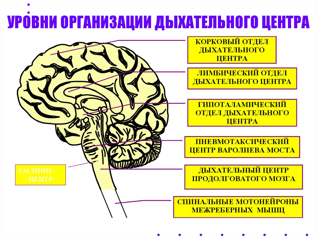 Дыхательный центр отдел мозга