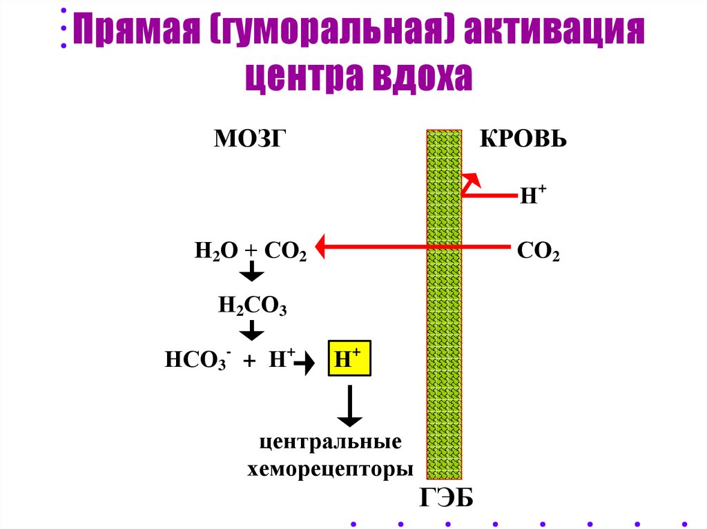 Рефлекторная активация центра вдоха схема