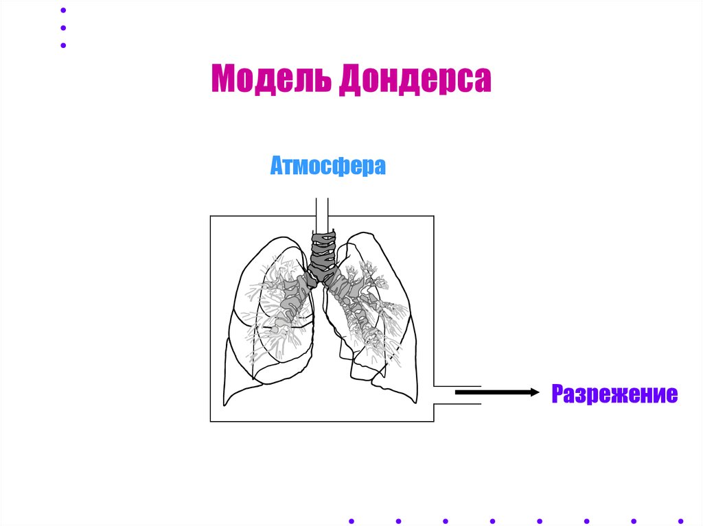 Модель физиолога дондерса