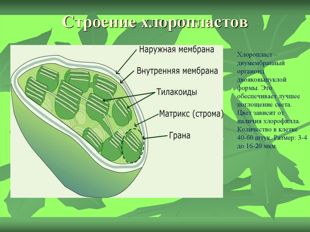 Органоид обеспечивающий фотосинтез. Строение клетки хлоропласты. Строение хлоропласта рисунок. Структура клетки хлоропласт. Строение хлоропласта 3д.