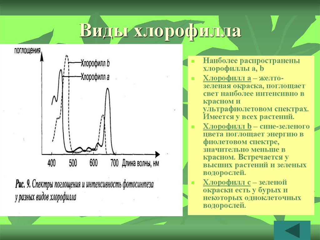 Хлорофиллы поглощают свет