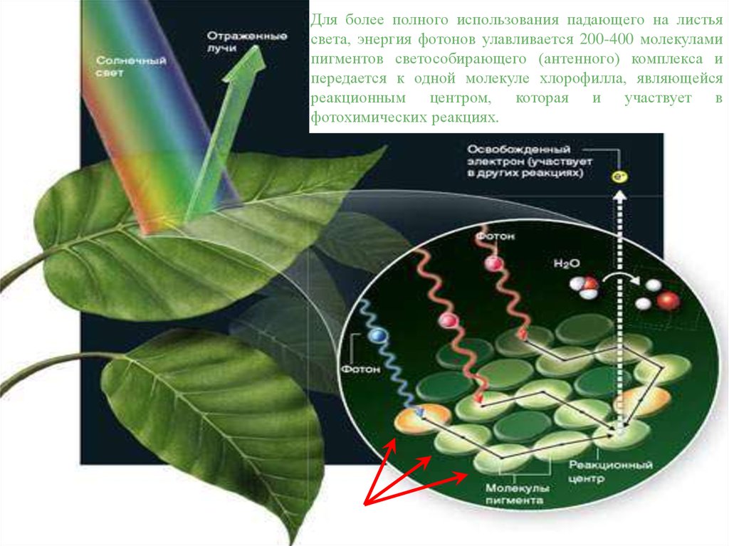 Русский ученый впервые значение хлорофилла для фотосинтеза. Фотосинтез. Зеленый лист фотосинтез. Хлорофилл фотосинтез. Фотохимические реакции фотосинтеза.