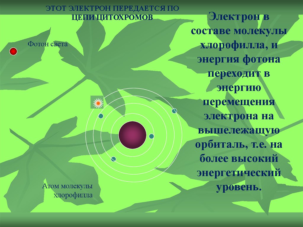 Электрон переходит на более высокий энергетический. Электроны хлорофилла. Энергетические уровни хлорофилла. Значение хлорофилла в фотосинтезе. Энергия возбужденного электрона молекулы хлорофилла используется.