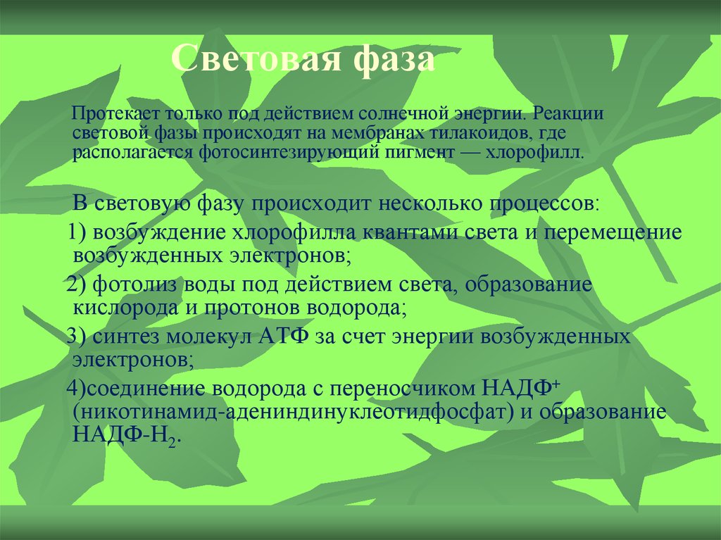 Возбуждение хлорофилла. Где протекает световая фаза. Возбуждение хлорофилла где происходит. Где протекает реакция световой фазы.