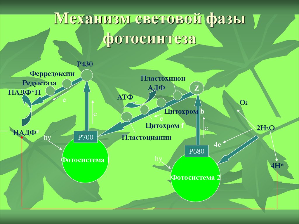 1 фотосинтез. Фотосинтез фотосистема 1 и фотосистема 2. Фотосинтез световая фаза фотосистема 1 и 2. Световая фаза фотосистема 2. Механизм световой фазы.