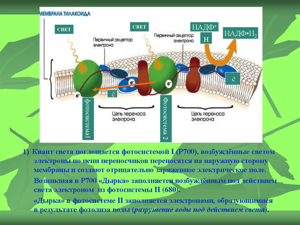Конечный акцептор электронов. Первичный акцептор электронов. Цепь переносчиков электронов фотосинтезе. Фотосистема р700. Фотосистемы цепь.