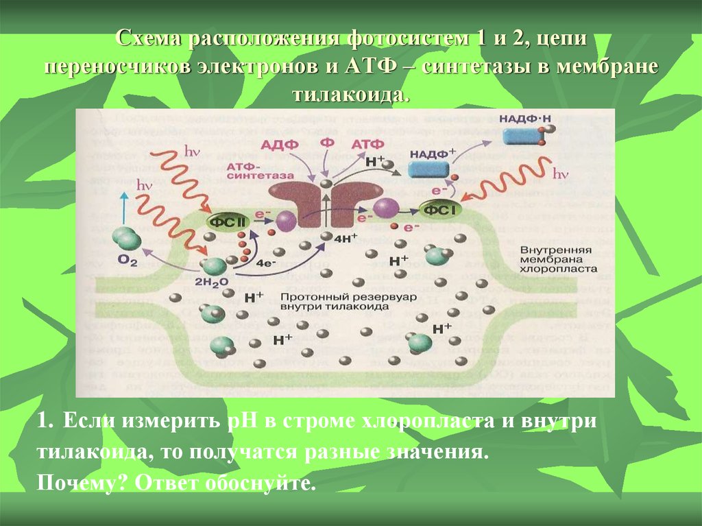 Фотосинтез том 1. Схема расположения фотосистем 1 и 2 цепи переносчиков. Фотосистема 1 фотосинтез. Фотосистемы 1 и 2 фотосинтеза. Схема фотосистемы 1 и 2.