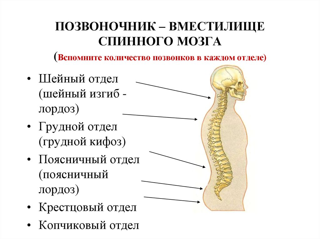 Состав отдела позвоночника. Позвоночник строение анатомия и спинной мозг. Отделы позвоночника спинного мозга функции. Спинной мозг шейный отдел грудной отдел. Копчиковый отдел спинного мозга.