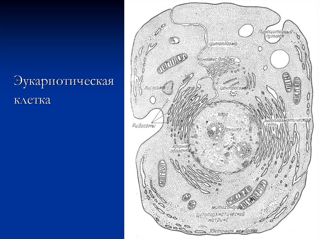 Организации эукариотической клетки. Строение клетки эукариот. Схема строения эукариотической животной клетки. Эукприотическая коетуа. Морфология эукариотической клетки.