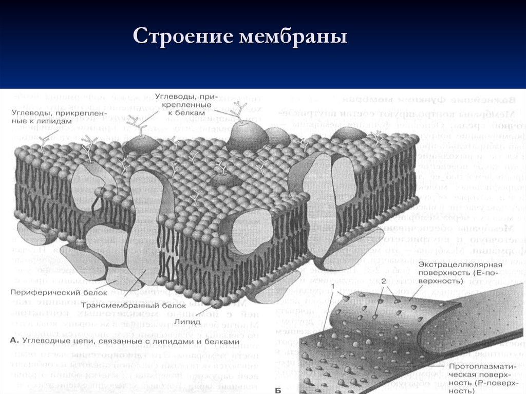 Поверхности мембраны. Строение мембранной оболочки. Строение трехслойной биомембраны. Строение элементарной мембраны фот. Строение пластичная мембрана.