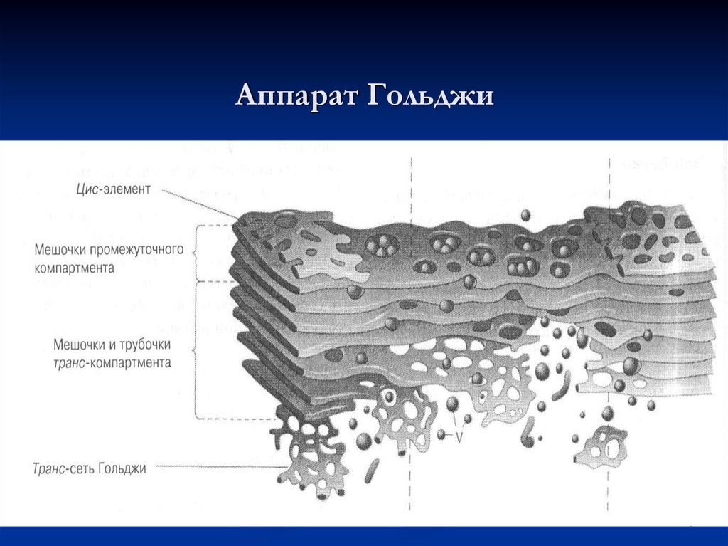 Какие формы мембранных структур образуют аппарат гольджи