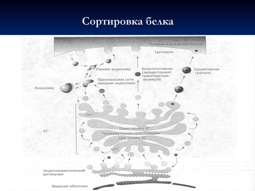 Лизосомы синтез белка. Сортировка белков в аппарате Гольджи схема. Сортировка белков в клетке. Транспорт и сортировка белков в клетке. Специфическая сортировка белков.