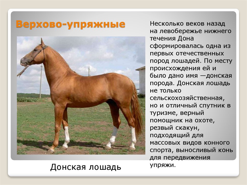 Описание лошадки