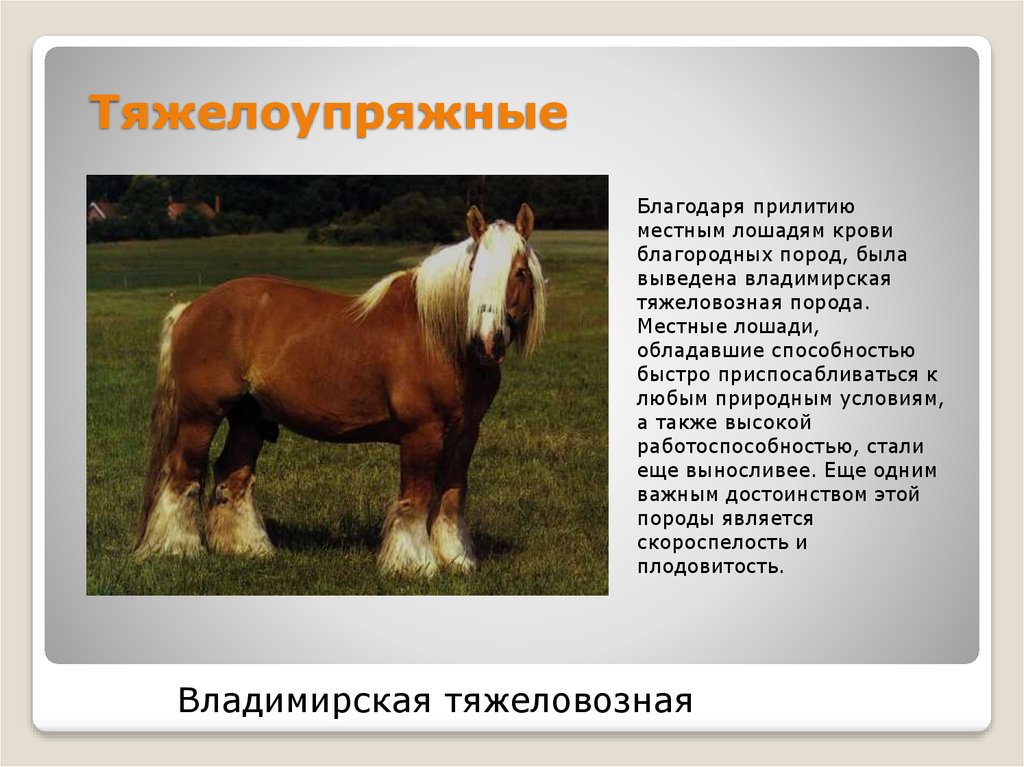 Описание лошадки. Породы лошадей с фотографиями. Породы коней названия. Породы лошадей характеристика. Прюороды лошадей.