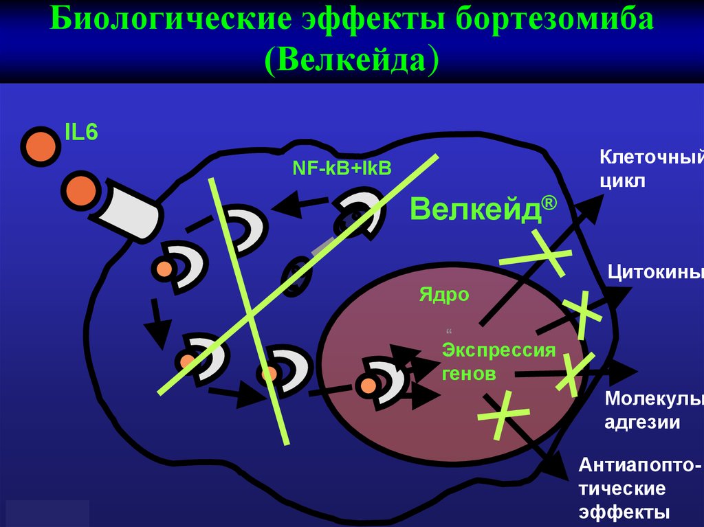 Болезнь вальденстрема презентация